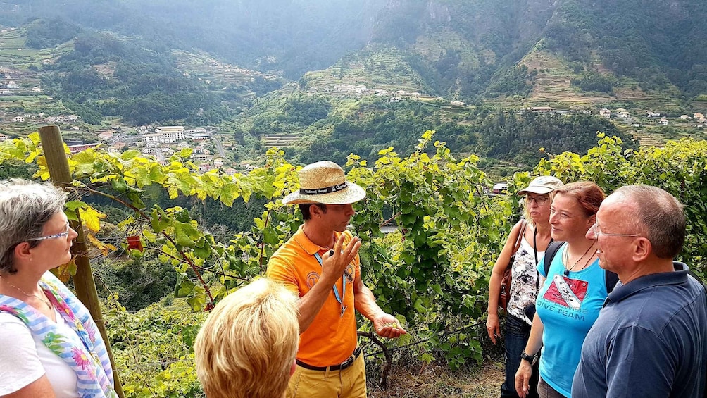 Picture 8 for Activity Madeira: Cabo Girão, Wines Experience and Dolphins Watching