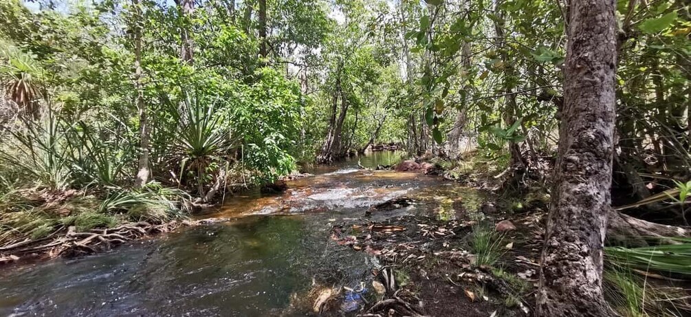 Picture 8 for Activity Darwin: Litchfield National Park and Berry Springs Day Tour