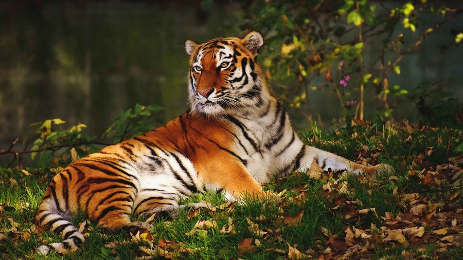 From Nagpur: Pench Wildlife Private Tour with Accommodation