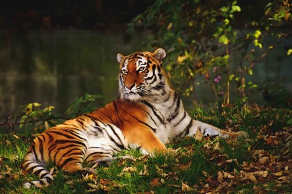 From Nagpur: Pench Wildlife Private Tour with Accommodation