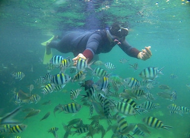 Bintan snorkelling