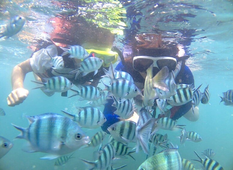 Picture 1 for Activity Bintan snorkeling