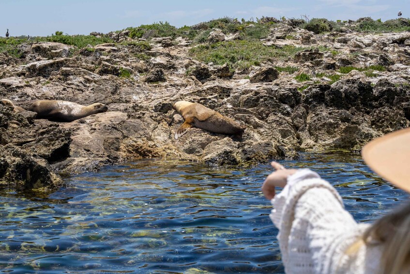 Picture 9 for Activity Coffin Bay: Oyster Farm Boat Tour with Wading & 12 Oysters