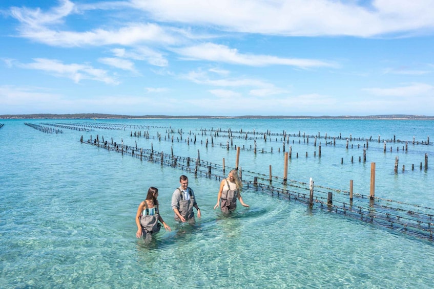 Picture 12 for Activity Coffin Bay: Oyster Farm Boat Tour with Wading & 12 Oysters