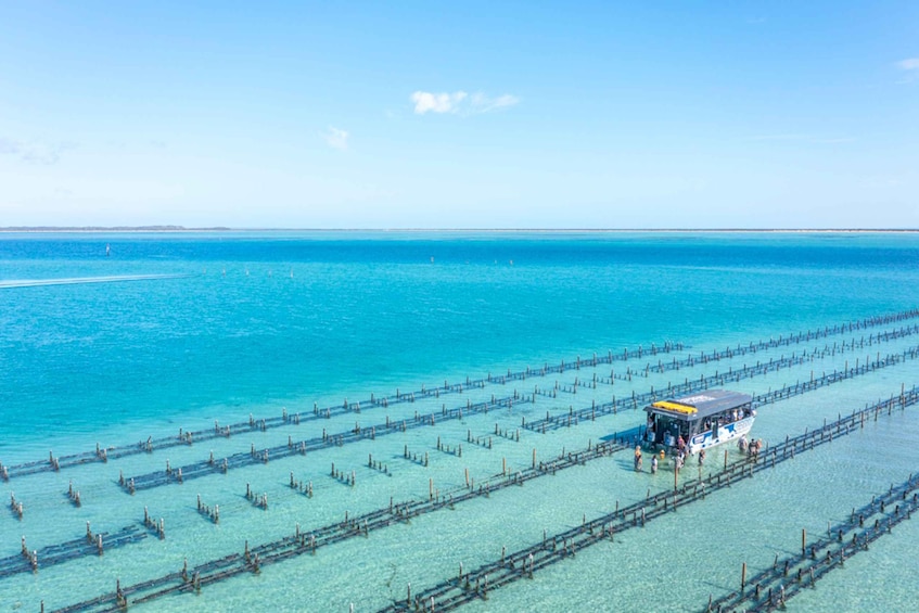 Picture 10 for Activity Coffin Bay: Oyster Farm Boat Tour with Wading & 12 Oysters