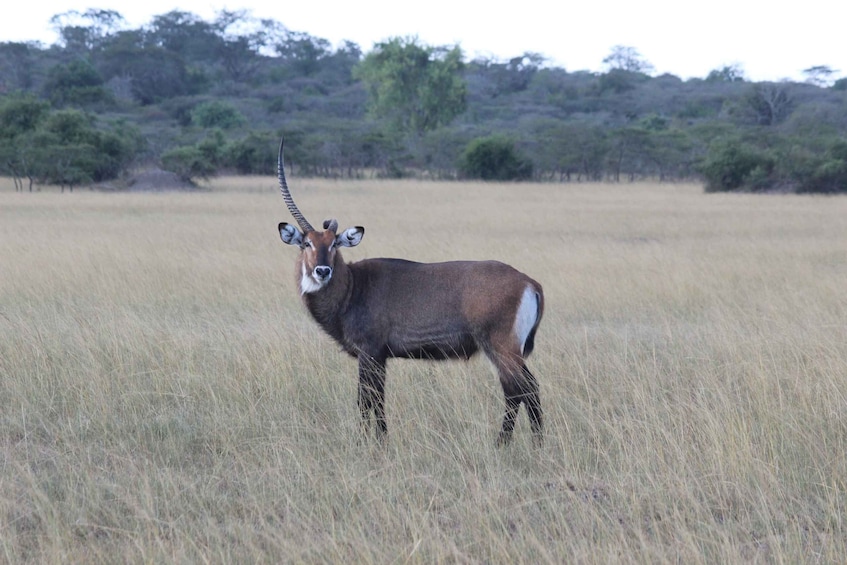 Picture 18 for Activity 1 Day Akagera National Park Game drive