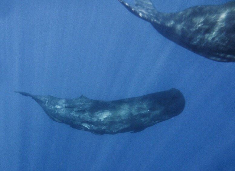 Picture 7 for Activity Madeira: Whale and Dolphin Watching Tour