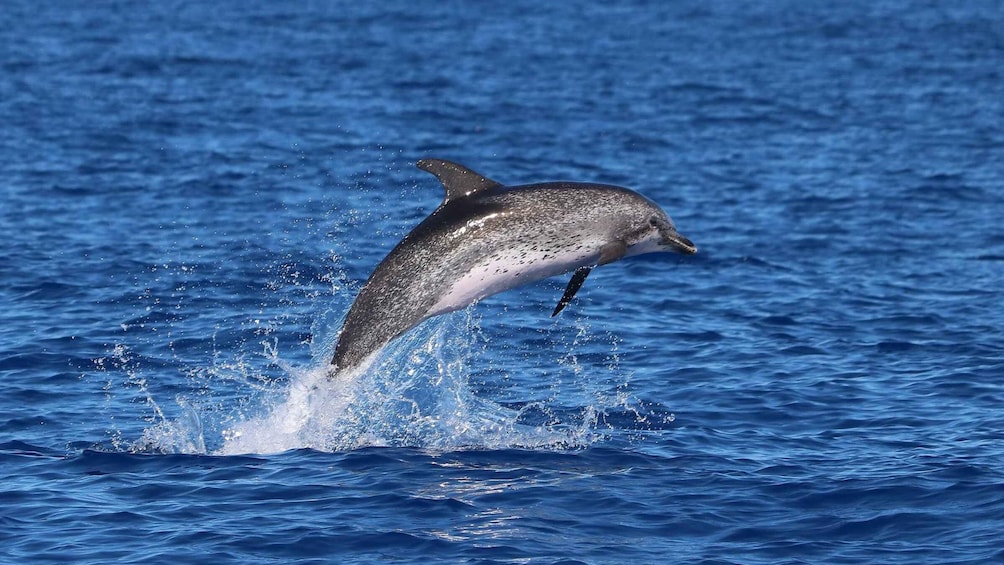 Picture 9 for Activity Madeira: Whale and Dolphin Watching Tour