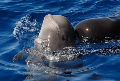 Madeira: Walvis- en dolfijnobservatietour