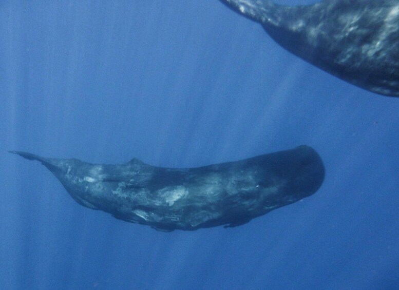 Picture 7 for Activity Madeira: Whale and Dolphin Watching Tour