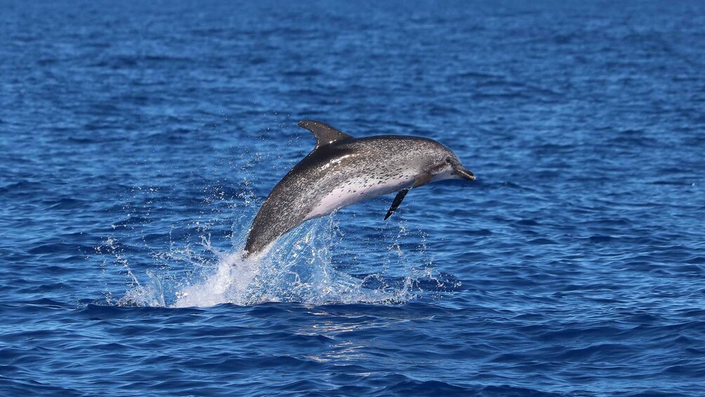 Picture 9 for Activity Madeira: Whale and Dolphin Watching Tour