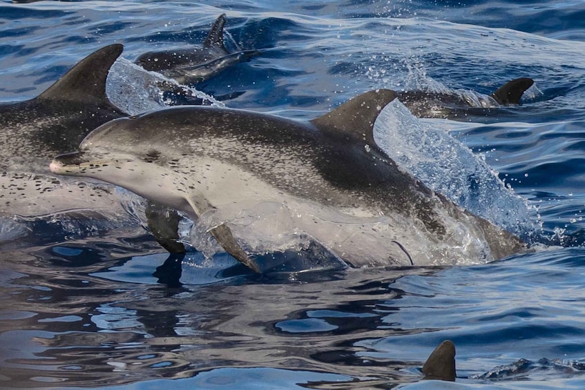 Picture 2 for Activity Madeira: Whale and Dolphin Watching Tour