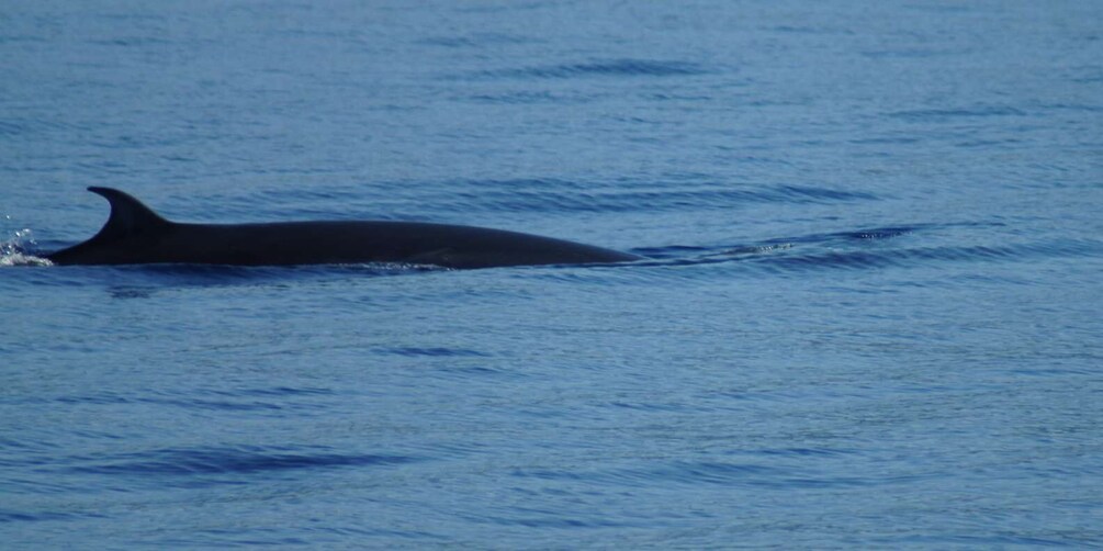 Picture 11 for Activity Madeira: Whale and Dolphin Watching Tour