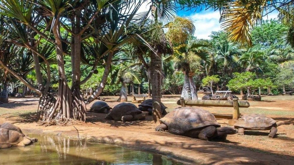 Picture 2 for Activity Mauritius : private wild southwest fullday tour