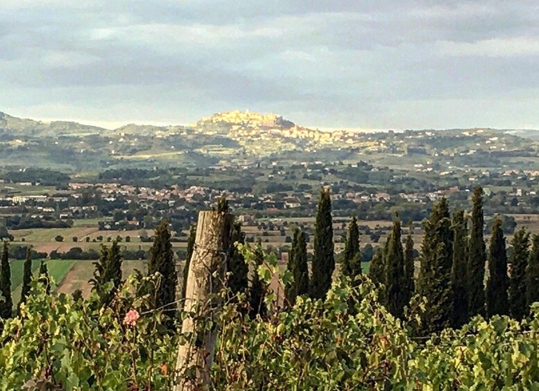 Picture 3 for Activity Montepulciano: Wine Tour and tasting