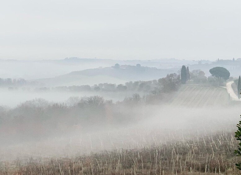 Picture 7 for Activity Montepulciano: Wine Tour and tasting