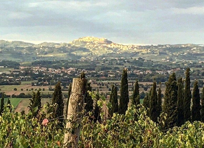 Picture 3 for Activity Montepulciano: Wine Tour and tasting