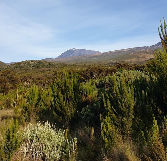 Picture 7 for Activity Mount Kilimanjaro Day Trip (with Lunch and Drinks)