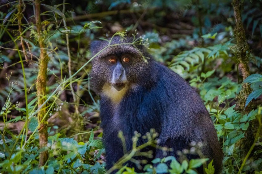 Mount Kilimanjaro Day Trip (with Lunch and Drinks)