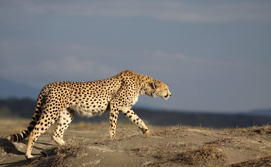 Picture 1 for Activity 3 Day 2 Night Northern Circuit Tarangire Park, Lake Manyara