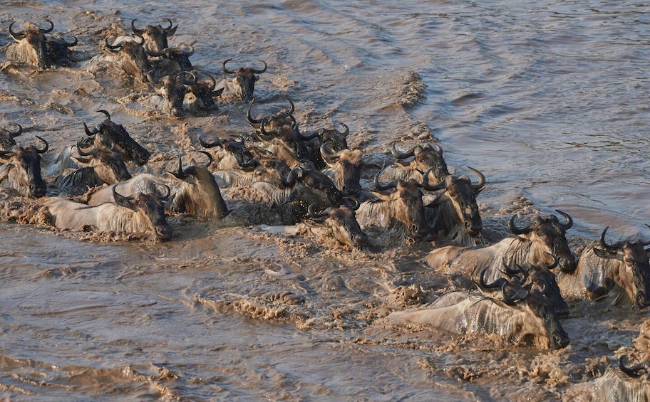 Picture 3 for Activity 3 Day 2 Night Northern Circuit Tarangire Park, Lake Manyara