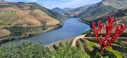 From Peso da Régua: Visit 3 wineries, tasting and viewpoint