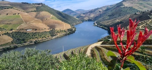 From Peso da Régua: Visit 3 wineries, tasting and viewpoint