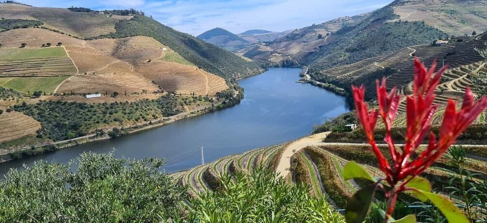 From Peso da Régua: Visit 3 wineries, tasting and viewpoint