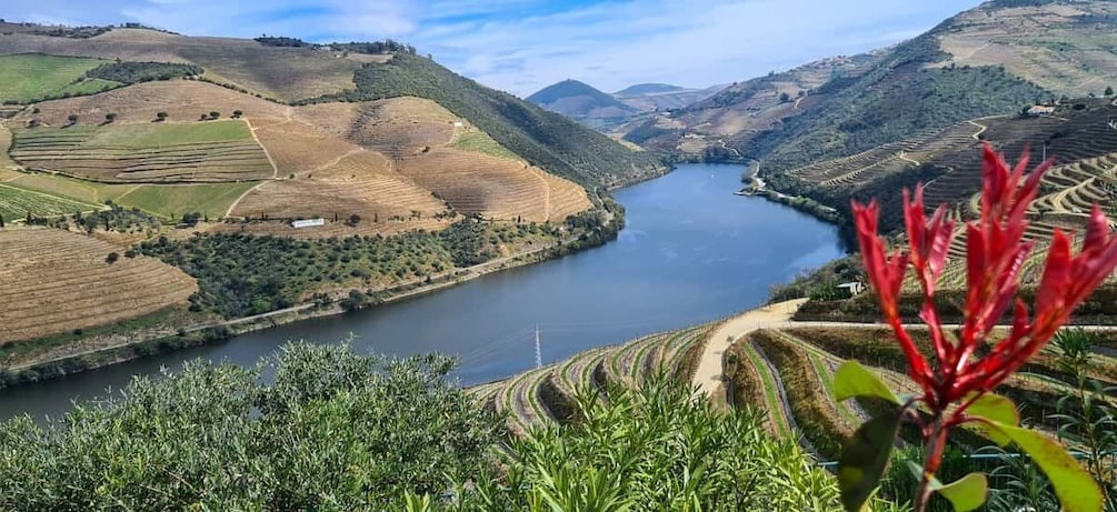 From Peso da Régua: Visit 3 wineries, tasting and viewpoint