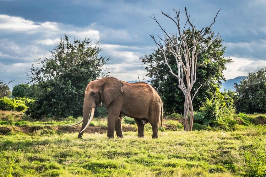 Picture 2 for Activity Kenya Coastal Safari: Mombasa, Shimba Hills & the Tsavos