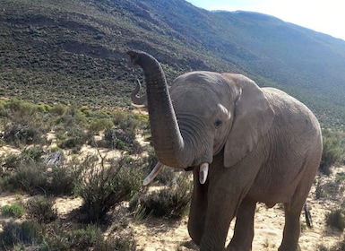 From Cape Town: Aquila Game Reserve Sunset Game Drive