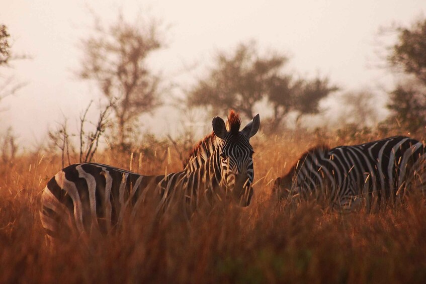 Picture 1 for Activity Kruger National Park - 4 Day Safari Tour