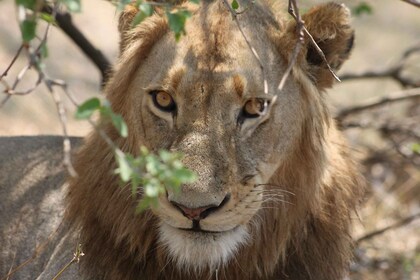 Kruger National Park - 4 Day Safari Tour