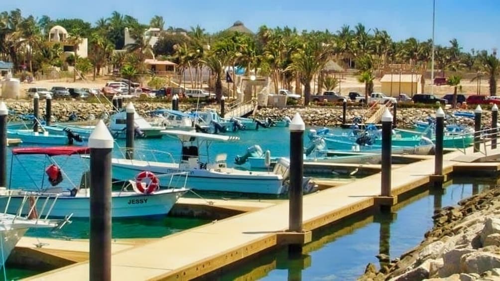 San Jose del Cabo Highlights with Tequila Tasting and Dinner