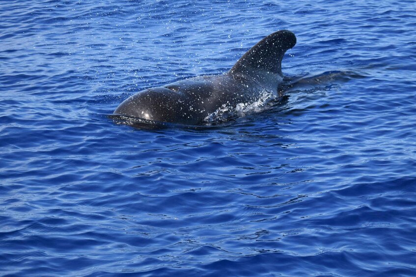 Picture 3 for Activity Funchal: Private Catamaran Tour with Dolphin Watching