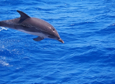 Funchal: Private Catamaran Tour with Dolphin Watching