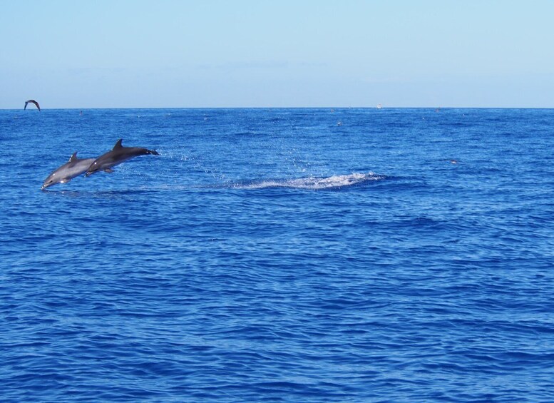Picture 5 for Activity Funchal: Private Catamaran Tour with Dolphin Watching