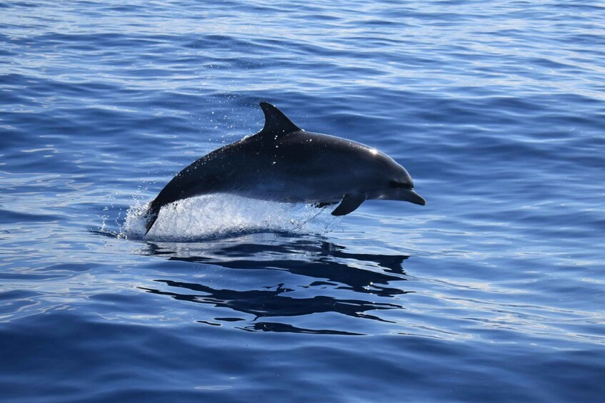 Picture 2 for Activity Funchal: Private Catamaran Tour with Dolphin Watching