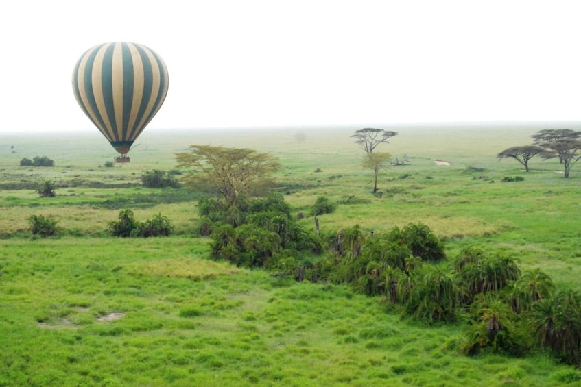 Picture 2 for Activity Serengeti Balloon Safari and Bush Breakfast