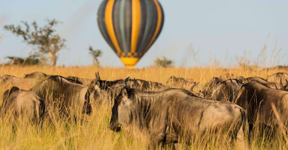 Picture 3 for Activity Serengeti Balloon Safari and Bush Breakfast