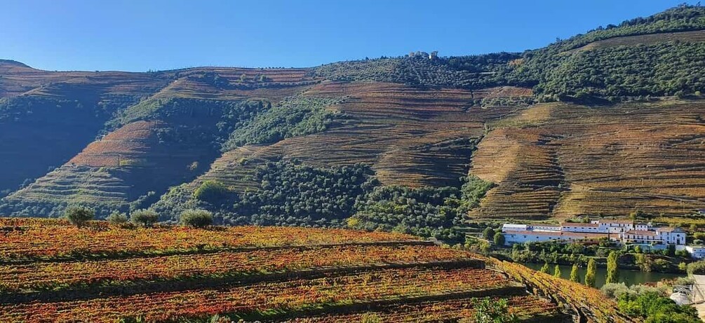 Picture 10 for Activity From Porto Douro Valley Tour with Train and Vinho Verde