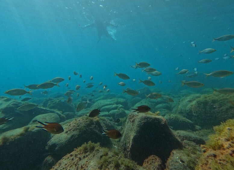 Picture 5 for Activity Fuerteventura: Guided Snorkeling in La Lajita with Pickup