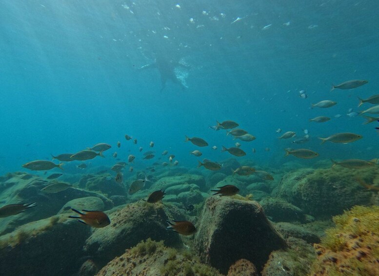 Picture 5 for Activity Fuerteventura: Guided Snorkeling in La Lajita with Pickup