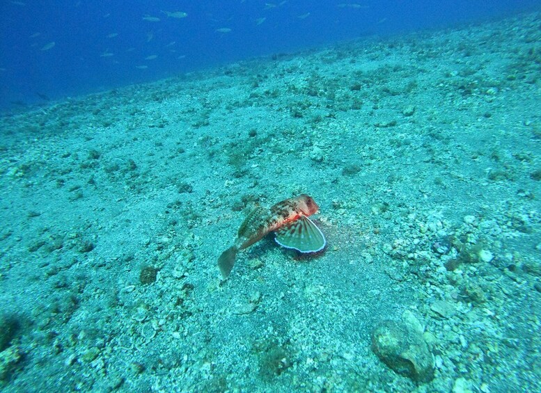 Picture 4 for Activity Fuerteventura: Guided Snorkeling in La Lajita with Pickup