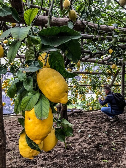 Picture 3 for Activity Amalfi Coast Path of the Lemon private walking tour