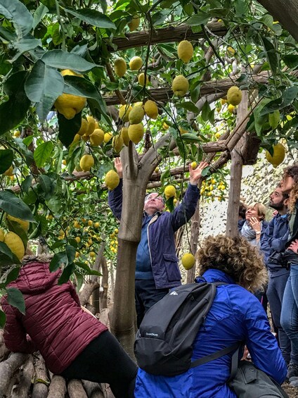 Picture 7 for Activity Amalfi Coast Path of the Lemon private walking tour