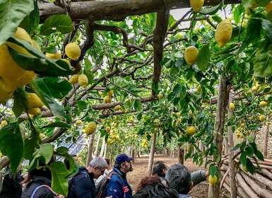 Amalfin rannikon Lemon-polku yksityinen kävelykierros