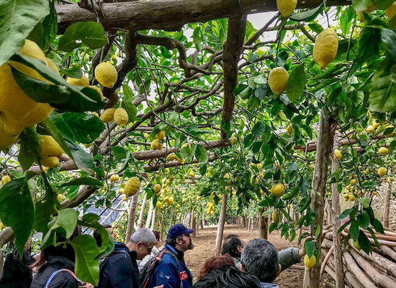 Amalfi Coast Path of the Lemon private walking tour