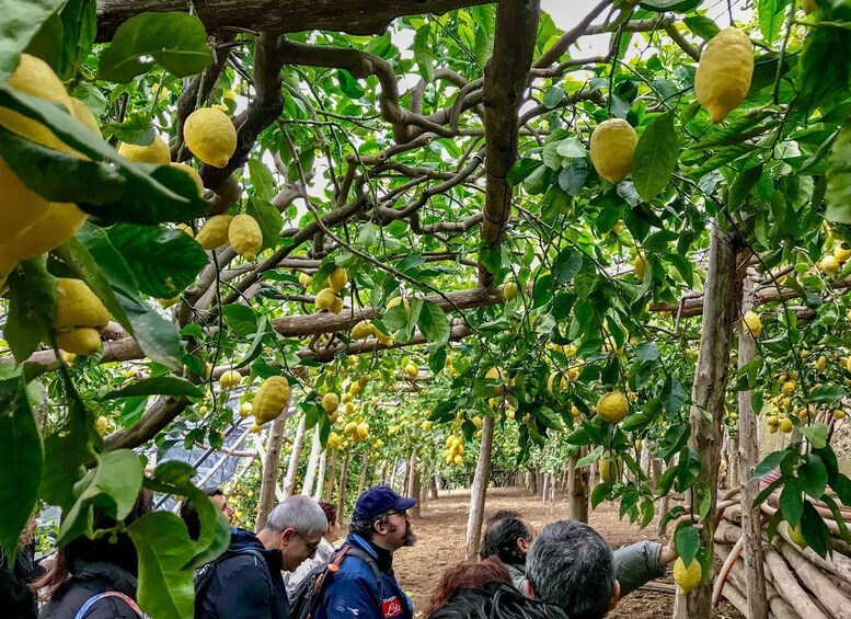 Amalfi Coast Path of the Lemon private walking tour