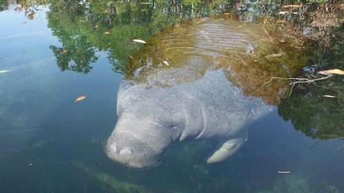 Crystal River: Manatee Viewing Cruise